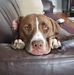 Profile Picture of Tracy AntkowiakPotts (@tracy.antkowiakpotts) on Facebook