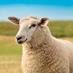 Profile Picture of 황지민 (@onder_jimin) on Instagram