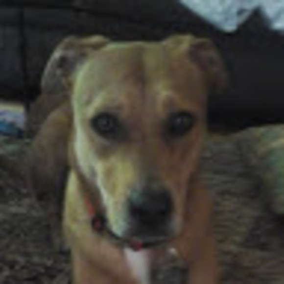 Profile Picture of Liam Thompson (@liam6162004) on Poshmark