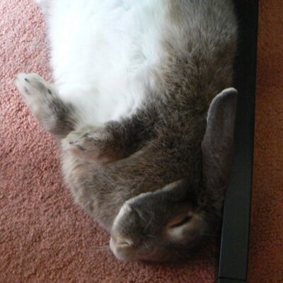 Profile Picture of Simone Bachmann (@vikin_gal) on Twitter