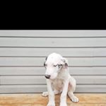 Profile Picture of Georgia Stephenson (@odellobjpuppie) on Instagram