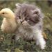 Profile Picture of Cheryl Hidalgo (@cherylmon101) on Pinterest