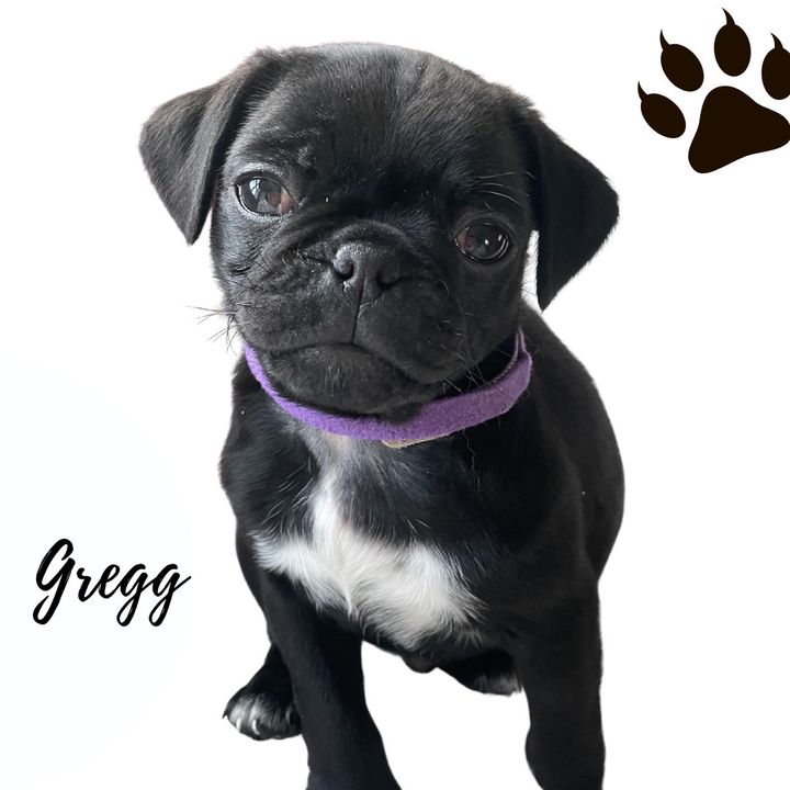 Profile Picture of Gregg (@greggthejug) on Tiktok