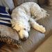 Profile Picture of Cheryl Shuster (@cocosmom2) on Pinterest