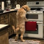 Tamara Baggett - Instagram Profile Picture of Tamara Baggett (@mamabaggett1) on Instagram