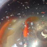 lazarus mcternan - Instagram Profile Picture of lazarus mcternan (@lazarusthefish) on Instagram