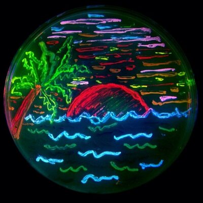 Profile Picture of Nathan Shaner 🏳️‍🌈 (@NathanShaner) on Twitter