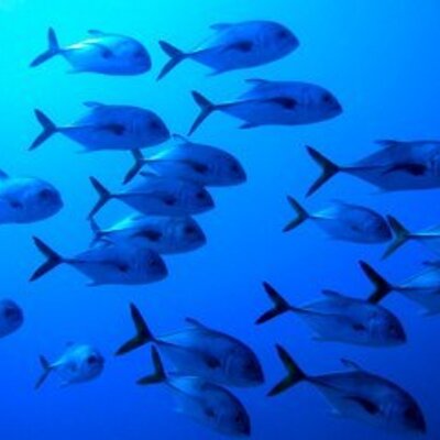 Profile Picture of Robert MacDonell (@friendlyfrogr) on Twitter