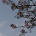 Profile Picture of Krishnajoshi (@krishnajoshi0381) on Pinterest