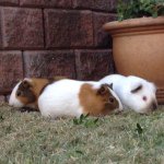 Profile Picture of John moncrieff (@guineapiglover9) on Instagram