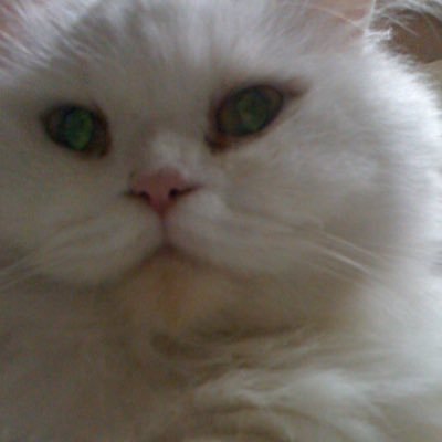 Profile Picture of Christopher Shen (@hungkai519) on Twitter