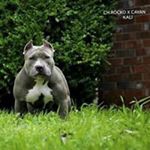 Profile Picture of Raymond Miranda ManzoBully (@manzobully) on Instagram