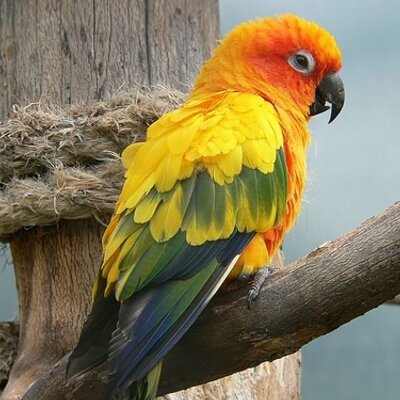 Profile Picture of Strebe Ernest (@oliver8316) on Twitter