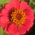 Profile Picture of Lori Manning (@loriman) on Instagram