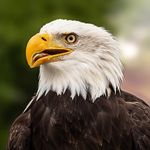 Profile Picture of Adam Kochański (@adam.kochanski.980) on Instagram