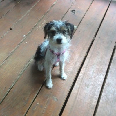 Profile Picture of Bell (@KrisBecker17) on Twitter