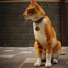 Profile Picture of Yi Fang Lu (@Yi Fang Lu) on Flickr