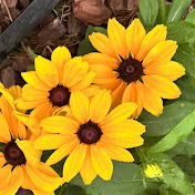 Profile Picture of Janice Bailey (@janicebailey4919) on Youtube