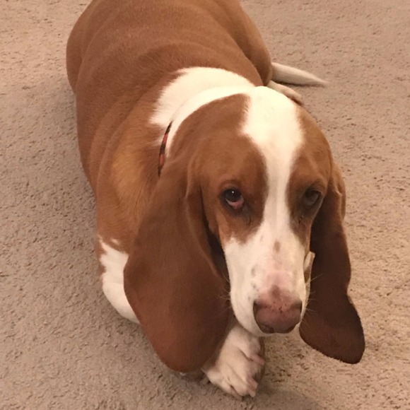 Holly Krafka - Poshmark Profile Picture of Holly Krafka (@macewen) on Poshmark