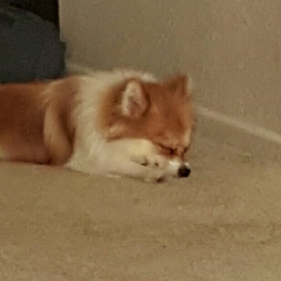 Profile Picture of Brian Lee (@tooshort818) on Poshmark