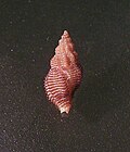 Orania (gastropod) - Wikipedia Profile Picture of Orania (gastropod)on Wikipedia