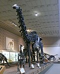 Profile Picture of Brontosauruson Wikipedia