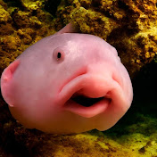 Profile Picture of Bryan Dias (@BryanDias-g3j) on Youtube