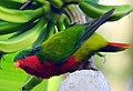 Profile Picture of Kuhl's lorikeeton Wikipedia