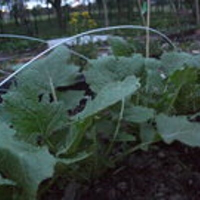 Profile Picture of Lisa Harriman (@harrimanlisa) on Twitter