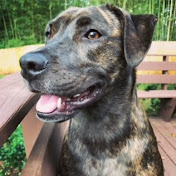 Profile Picture of Andy Lancaster (@andylancaster) on Youtube