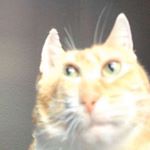 Profile Picture of professional idiot (@holly.olsonspam) on Instagram