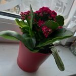 Profile Picture of Simone Bachmann (@simone.bachmann.33046) on Instagram