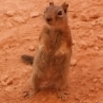 Profile Picture of Andy Whiteley (@howdyalikethat) on Twitter