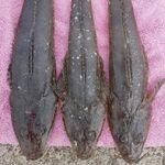 Profile Picture of David kover (@yz80k86) on Instagram