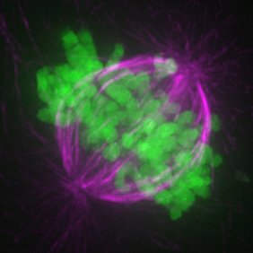 Profile Picture of Alex Bird Lab (@theBirdLab) on Twitter