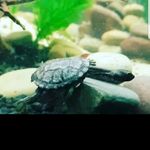 Profile Picture of Jeffrey leggett (@jeffreywontbite) on Instagram