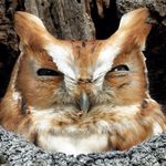 Profile Picture of David Wearley (@bodhinur) on Instagram