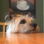 Profile Picture of Peter Fey (@strummer62) on Instagram