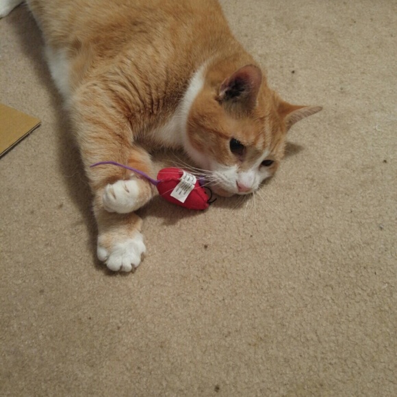 Profile Picture of Emily Onufrak (@emilyonufrak) on Poshmark