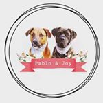 Profile Picture of PABLO & JOY 🐾 (@pablo.and.joys_doglife) on Instagram