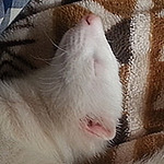 Profile Picture of Sen Yagawa (@kuu_y_black) on Flickr