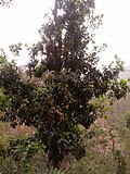 Profile Picture of Myrica esculentaon Wikipedia
