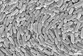 Profile Picture of Duganella radicison Wikipedia