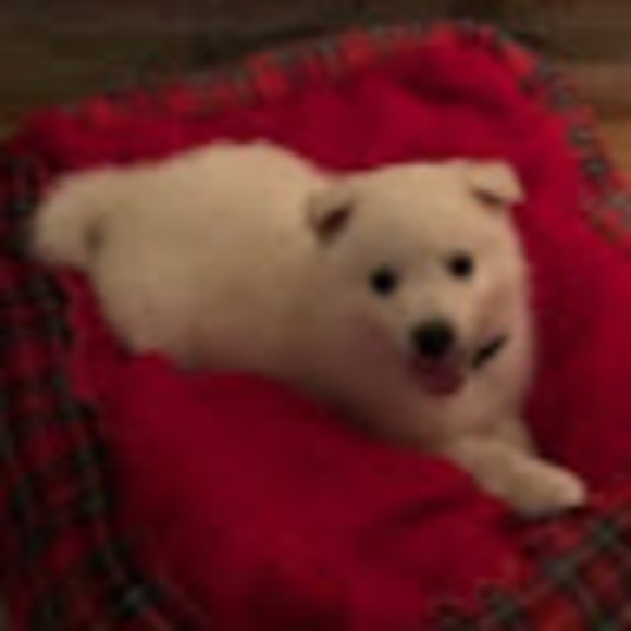 Profile Picture of Cindy Ramaska (@cramaska) on Poshmark