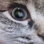 Profile Picture of Rabia Jaffer (@Rabia-Jaffer) on Facebook