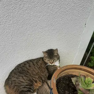 Profile Picture of Julia Boettcher (@juliaboettcher) on Tiktok