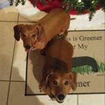 Profile Picture of Diane McIntyre (@dachshund.mama1970) on Instagram