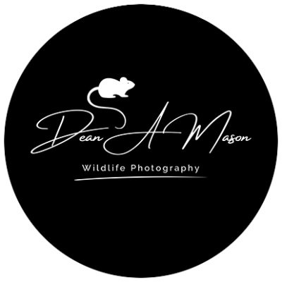 Profile Picture of Dean Mason (@DeanMasonWP) on Twitter