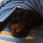 Profile Picture of Oliver Singleton (@olliedog2008) on Instagram