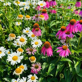 Profile Picture of DeeDee Olson (@deeder730) on Pinterest